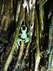 Dendrobates auratus