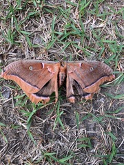 Antheraea polyphemus