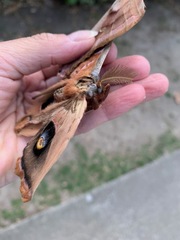 Antheraea polyphemus