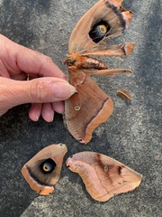 Antheraea polyphemus