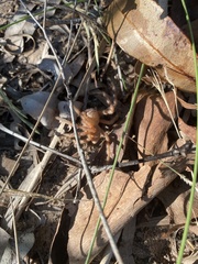 Neosparassus salacius