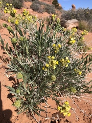 Oreocarya confertiflora
