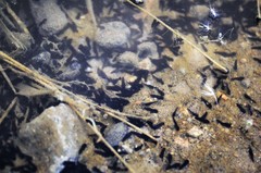 Bufotes viridis viridis