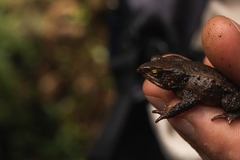 Rhinella nicefori