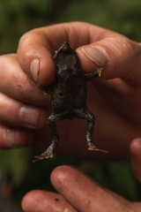 Rhinella nicefori