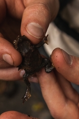 Rhinella nicefori