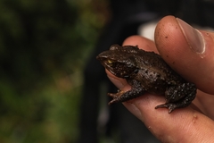 Rhinella nicefori