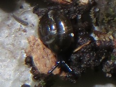 Zonitoides nitidus