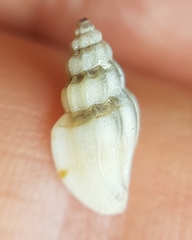 Pseudomangelia vauquelini