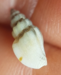 Pseudomangelia vauquelini