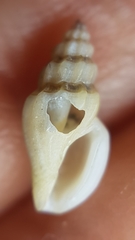 Pseudomangelia vauquelini