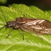Common Alderfly - Photo (c) Marie Lou Legrand, some rights reserved (CC BY-NC), uploaded by Marie Lou Legrand