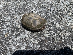 Kinosternon subrubrum