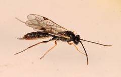 Stilbops vetulus