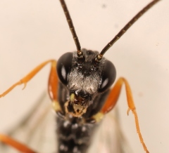 Stilbops vetulus
