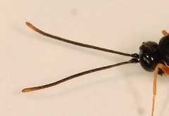 Stilbops vetulus