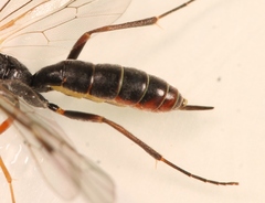 Stilbops vetulus