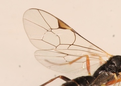 Stilbops vetulus