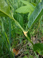 Melampsora rostrupii