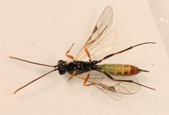 Stilbops vetulus