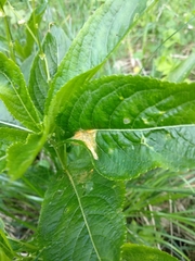 Melampsora rostrupii