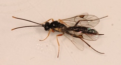 Stilbops vetulus