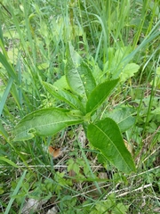 Melampsora rostrupii