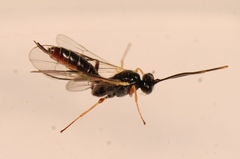 Stilbops vetulus