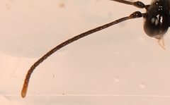Stilbops vetulus