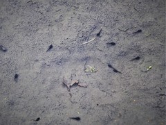 Bufotes viridis viridis