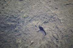 Bufotes viridis viridis