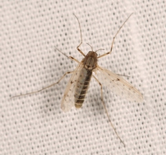 Tanypus punctipennis