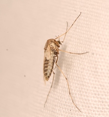 Tanypus punctipennis