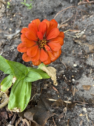 Zinnia elegans image