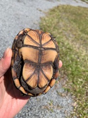 Kinosternon subrubrum