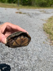 Kinosternon subrubrum