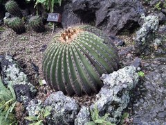 Echinocactus