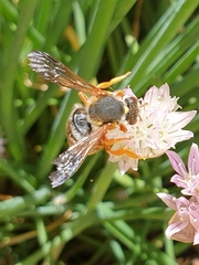 Rhodanthidium