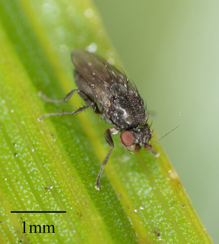 Sphaeroceridae