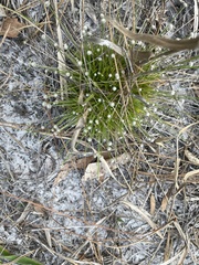 Lachnocaulon