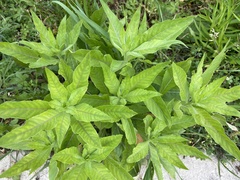 Lysimachia clethroides