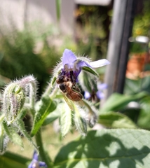 Apis mellifera