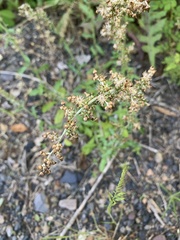 Gamochaeta argyrinea