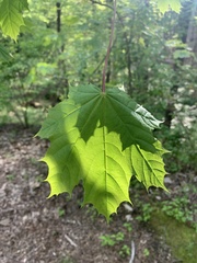 Acer platanoides