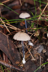 Entoloma albidocoeruleum