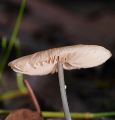 Entoloma albidocoeruleum