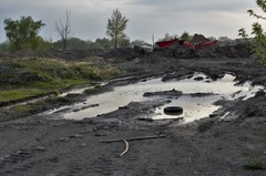 Bufotes viridis viridis