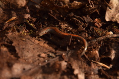 Plethodon sherando