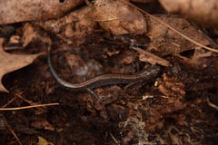 Plethodon sherando