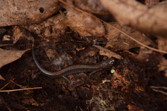 Plethodon sherando